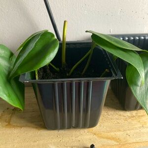 Heartleaf philodendron